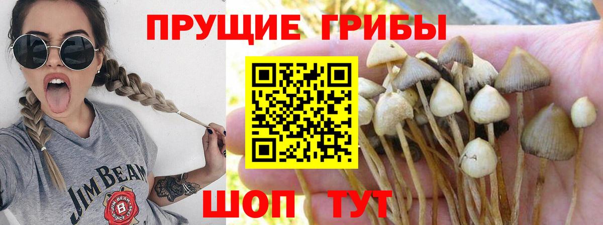 Канаш  Галлюциногенные грибы Cubensis  Псилоцибиновые грибы Magic Shrooms  Вход с VPN 